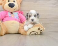 5 week old Aussiechon Puppy For Sale - Pilesgrove Pups