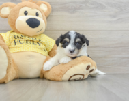 7 week old Aussiechon Puppy For Sale - Pilesgrove Pups