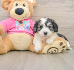 5 week old Aussiechon Puppy For Sale - Pilesgrove Pups
