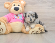5 week old Aussiechon Puppy For Sale - Pilesgrove Pups