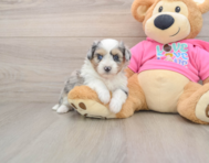 6 week old Aussiechon Puppy For Sale - Pilesgrove Pups