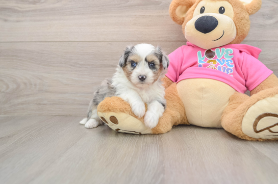 Little Aussie Bichon Designer Puppy