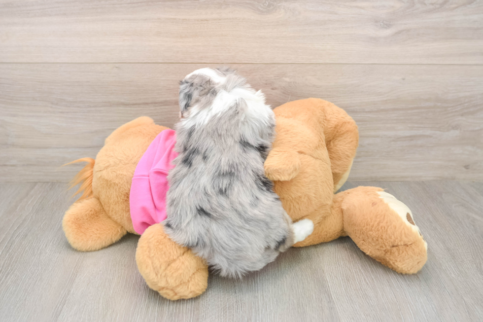 Best Aussiechon Baby