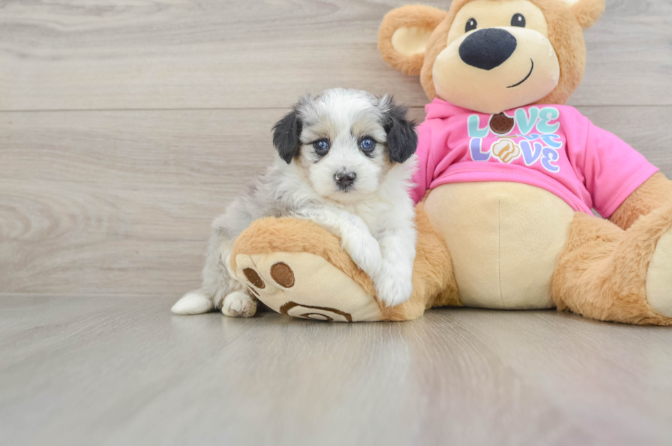 6 week old Aussiechon Puppy For Sale - Pilesgrove Pups