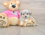 5 week old Aussiechon Puppy For Sale - Pilesgrove Pups