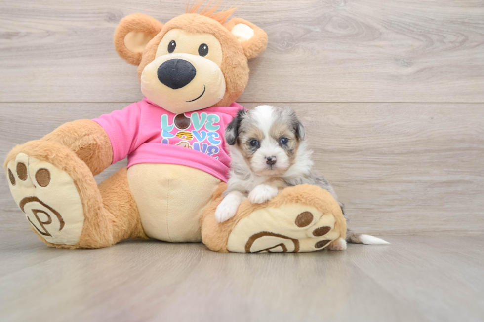 Small Aussiechon Baby