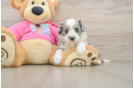 Playful Aussie Bichon Designer Puppy