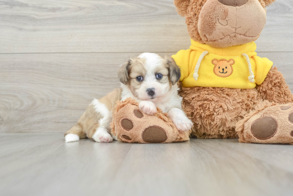 Adorable Aussie Bichon Designer Puppy