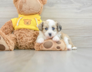 7 week old Aussiechon Puppy For Sale - Pilesgrove Pups