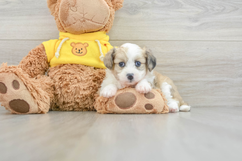 7 week old Aussiechon Puppy For Sale - Pilesgrove Pups