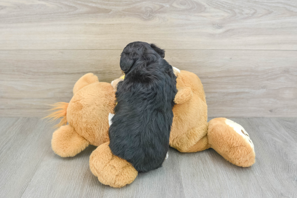 Aussiechon Puppy for Adoption