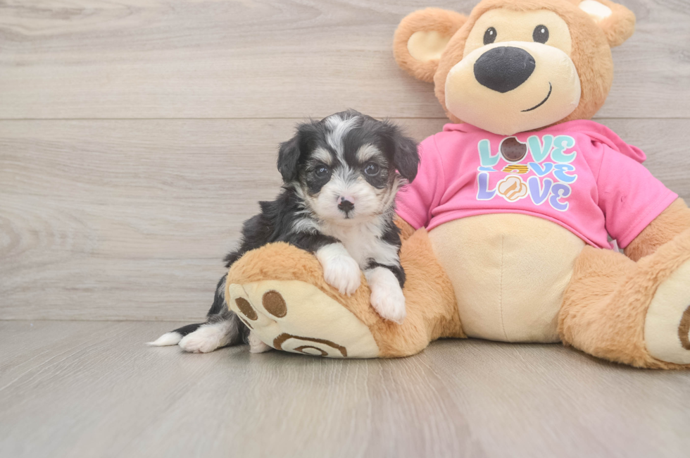 6 week old Aussiechon Puppy For Sale - Pilesgrove Pups