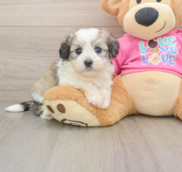 6 week old Aussiechon Puppy For Sale - Pilesgrove Pups