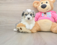 5 week old Aussiechon Puppy For Sale - Pilesgrove Pups