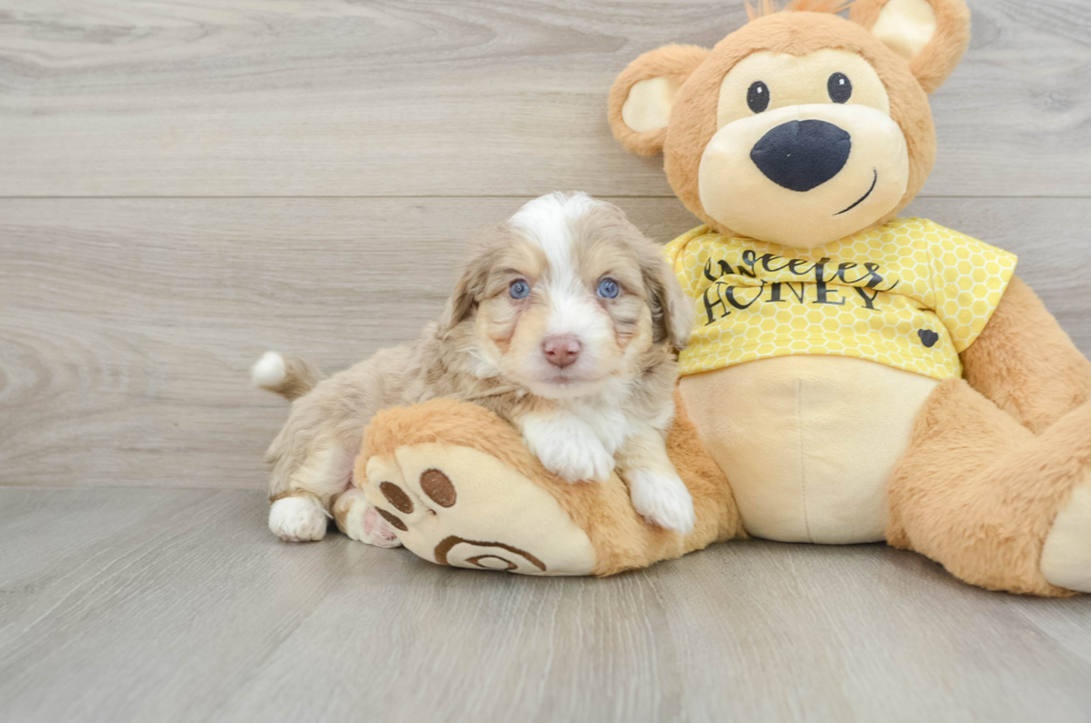 5 week old Aussiechon Puppy For Sale - Pilesgrove Pups