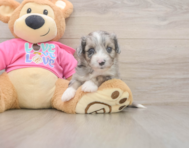 5 week old Aussiechon Puppy For Sale - Pilesgrove Pups