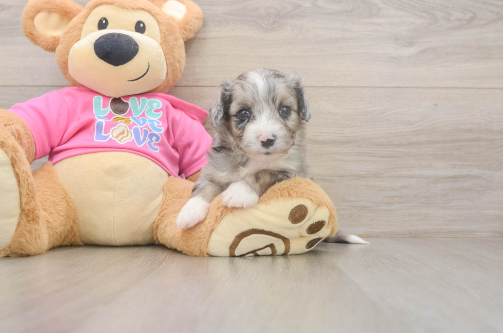 6 week old Aussiechon Puppy For Sale - Pilesgrove Pups