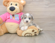 6 week old Aussiechon Puppy For Sale - Pilesgrove Pups