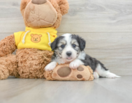 7 week old Aussiechon Puppy For Sale - Pilesgrove Pups