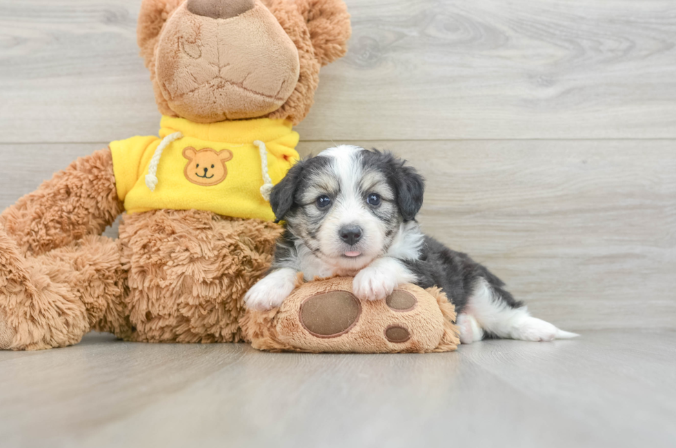 7 week old Aussiechon Puppy For Sale - Pilesgrove Pups