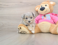 5 week old Aussiechon Puppy For Sale - Pilesgrove Pups