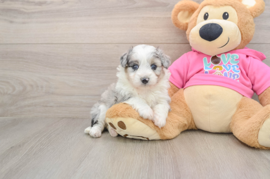 Aussiechon Pup Being Cute