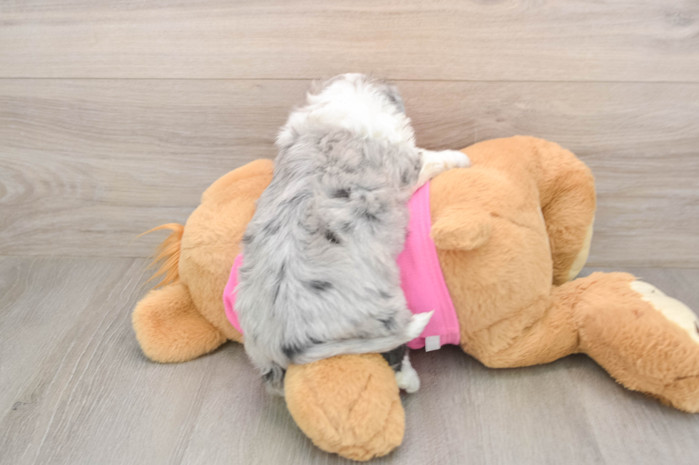 Best Aussiechon Baby