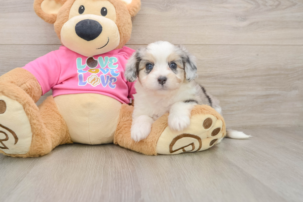 Funny Aussiechon Designer Pup