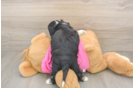Petite Aussiechon Designer Pup