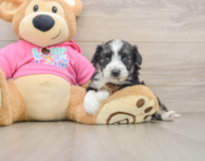 6 week old Aussiechon Puppy For Sale - Pilesgrove Pups