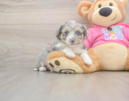 6 week old Aussiechon Puppy For Sale - Pilesgrove Pups