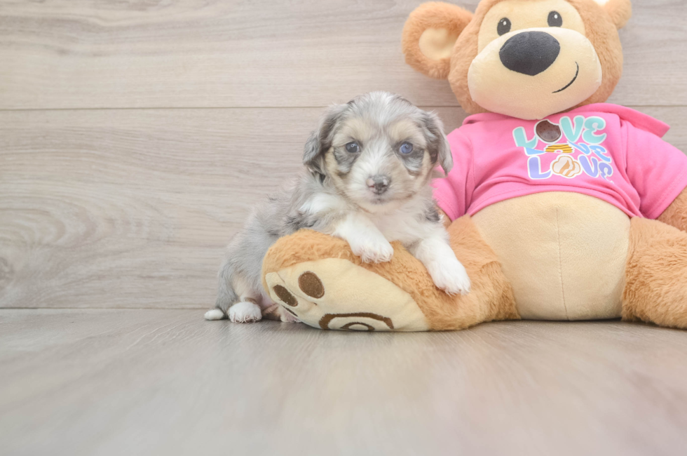 5 week old Aussiechon Puppy For Sale - Pilesgrove Pups