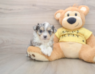 6 week old Aussiechon Puppy For Sale - Pilesgrove Pups