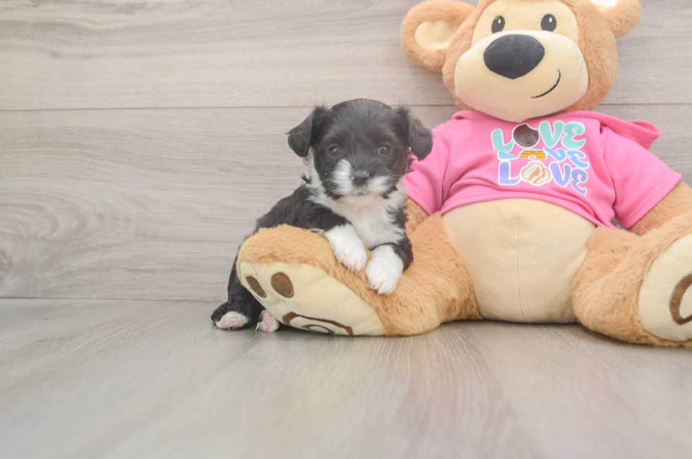 5 week old Aussiechon Puppy For Sale - Pilesgrove Pups