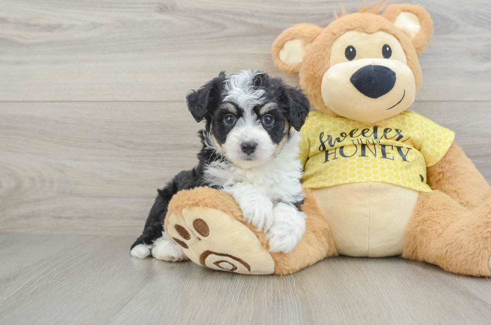 6 week old Aussiechon Puppy For Sale - Pilesgrove Pups