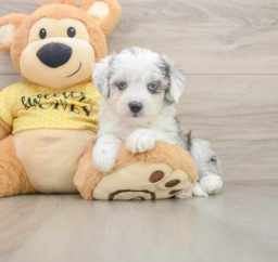 6 week old Aussiechon Puppy For Sale - Pilesgrove Pups