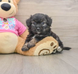 7 week old Aussiechon Puppy For Sale - Pilesgrove Pups