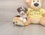 6 week old Aussiechon Puppy For Sale - Pilesgrove Pups