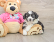 8 week old Aussiechon Puppy For Sale - Pilesgrove Pups