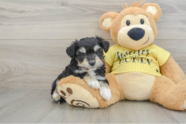 Aussiechon Puppy for Adoption