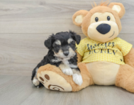8 week old Aussiechon Puppy For Sale - Pilesgrove Pups