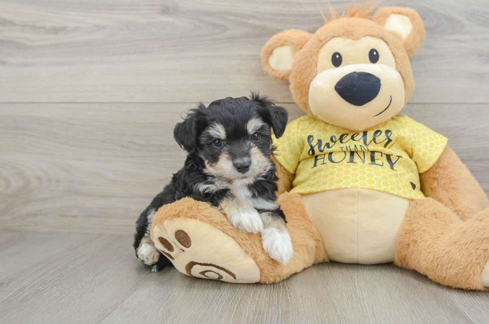 6 week old Aussiechon Puppy For Sale - Pilesgrove Pups