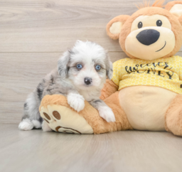 6 week old Aussiechon Puppy For Sale - Pilesgrove Pups