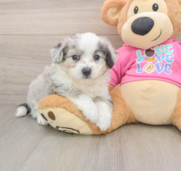 7 week old Aussiechon Puppy For Sale - Pilesgrove Pups