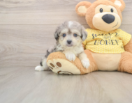6 week old Aussiechon Puppy For Sale - Pilesgrove Pups