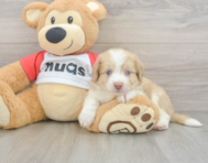 6 week old Aussiechon Puppy For Sale - Pilesgrove Pups