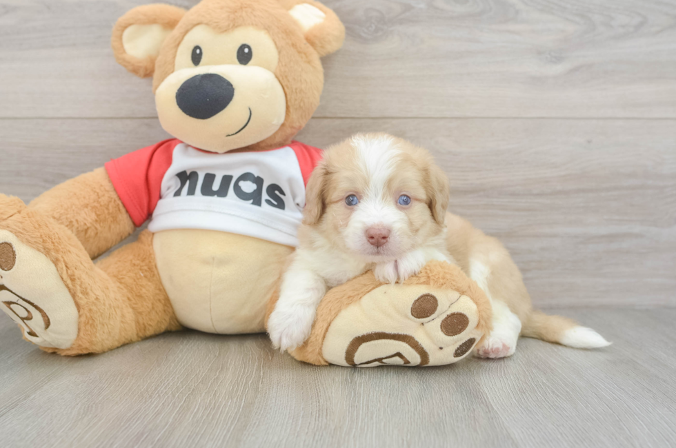 5 week old Aussiechon Puppy For Sale - Pilesgrove Pups