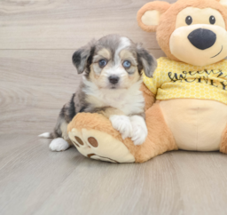 6 week old Aussiechon Puppy For Sale - Pilesgrove Pups