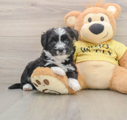 7 week old Aussiechon Puppy For Sale - Pilesgrove Pups