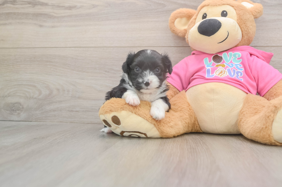 5 week old Aussiechon Puppy For Sale - Pilesgrove Pups